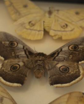 Выставка «Бабочки пушкинского детства» заканчивает свою работу